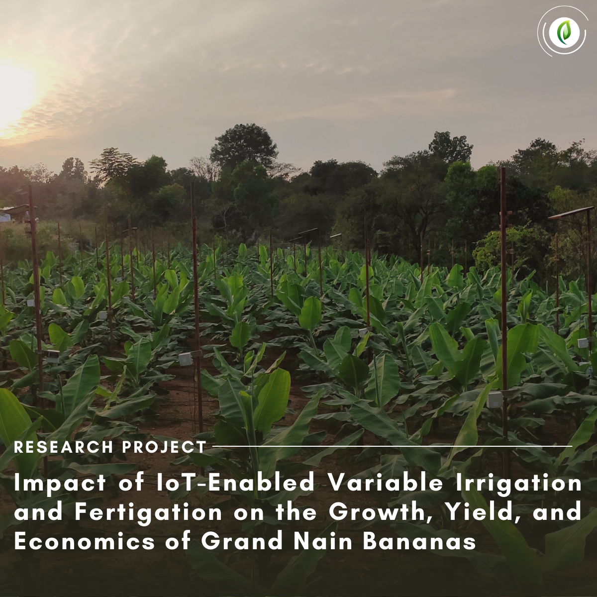Precision Fertigation Impact Automated irrigation guided by soil water potential sensors and precise fertigation ensured efficient fertilizer use by maintaining optimal soil moisture levels. I3F
