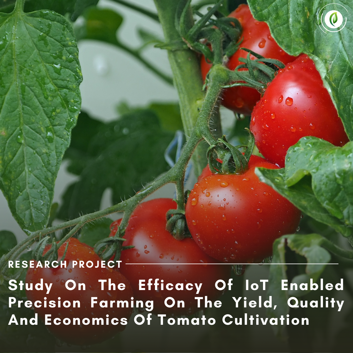 Tomato paper case