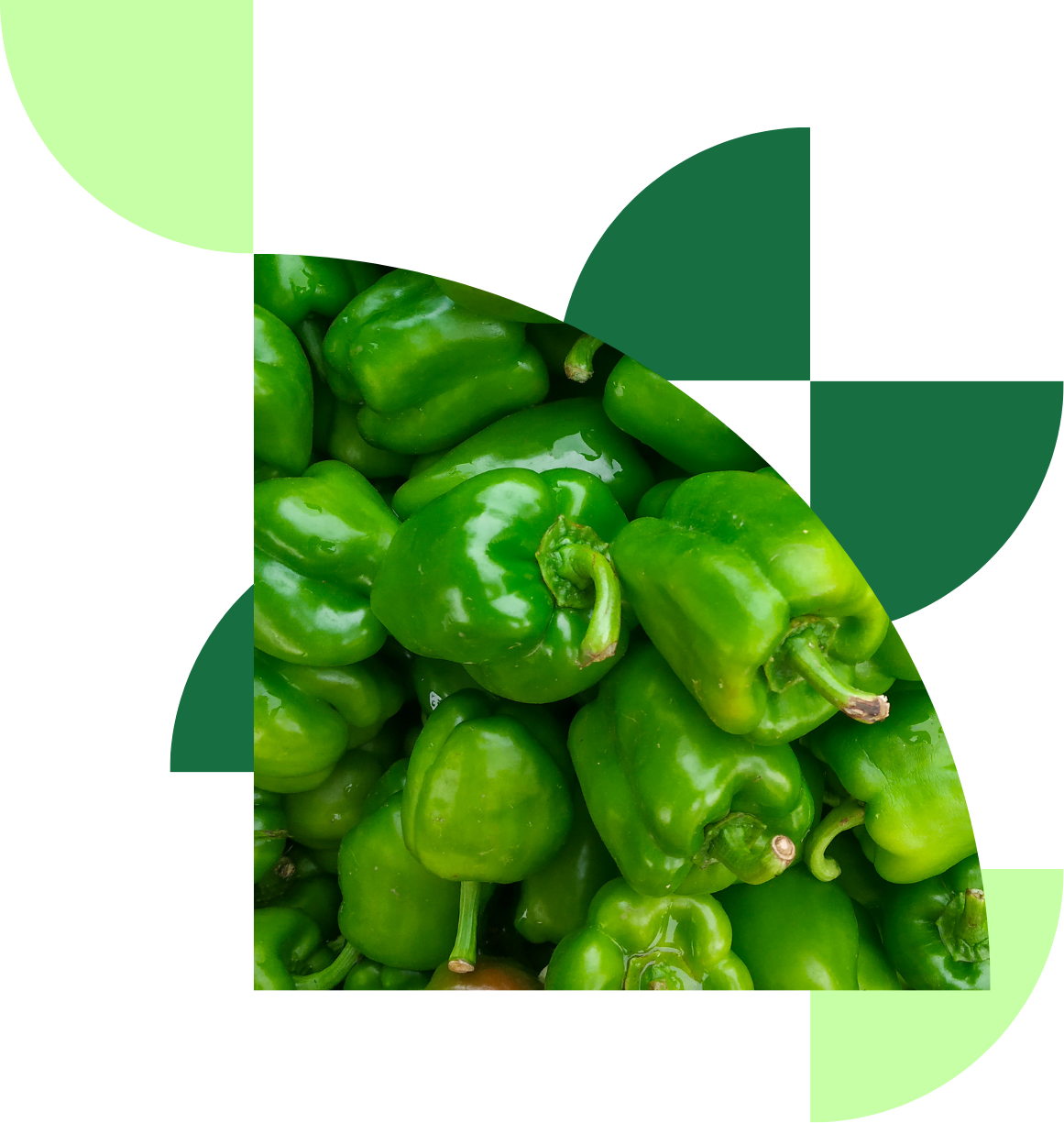 Capsicum Paper