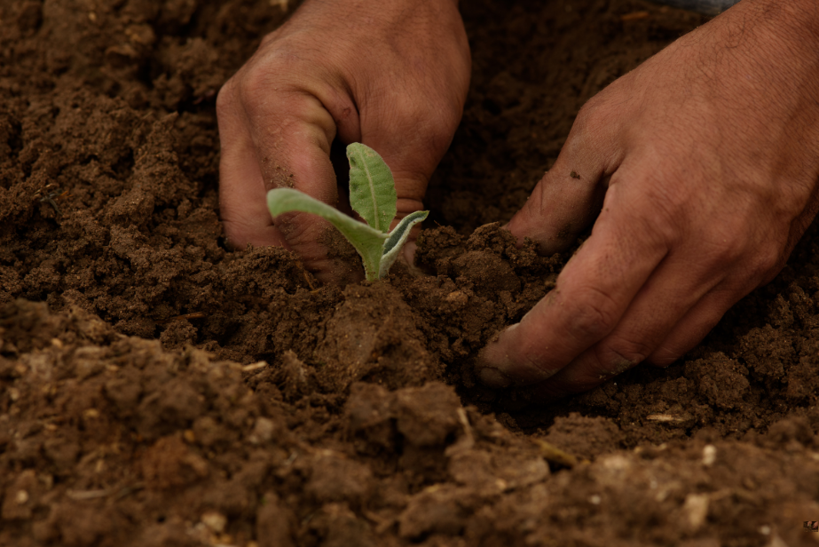 National Mission for Natural Farming