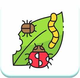 Web Icon 2